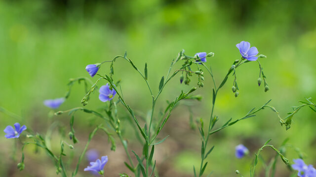 The common flax (lat. Linum usitatissimum), of the family Linaceae.