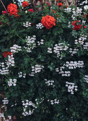 Large shrub with small white and red flowers