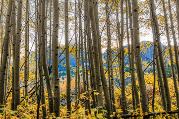 aspen forest in autumn