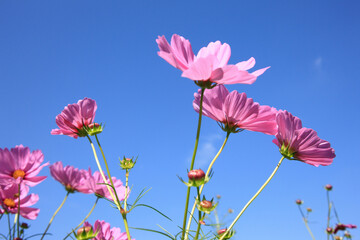 コスモス