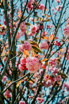 Cherry blossoms