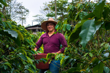 Naklejka na ściany i meble Colombian Farmer Harvesting coffee with hat (crop)