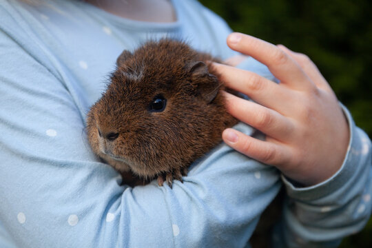 A little girl holds guinea pig with loving care.