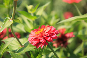 ヒャクニチソウ