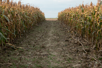 Corn field
