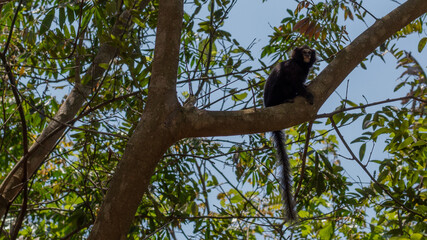 Callithrix Aurita - Sagui
