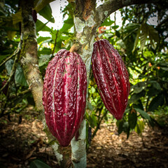 Cocao tree 