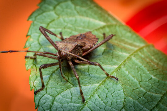 Helmeted Squash Bug