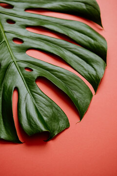 Monstera deliciosa leaf