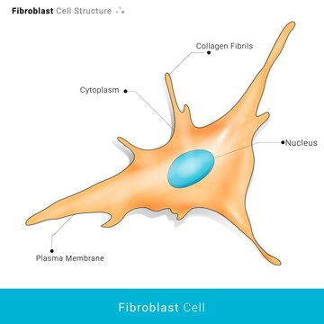 Fibroblast cell vector illustration. cell responsible for aging with collagen secretion decrease. in white background
