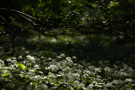 Wild garlic in the forest.