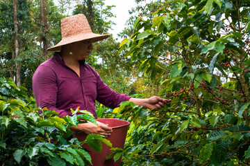 Naklejka na ściany i meble Colombian Farmer Harvesting coffee with hat (crop)