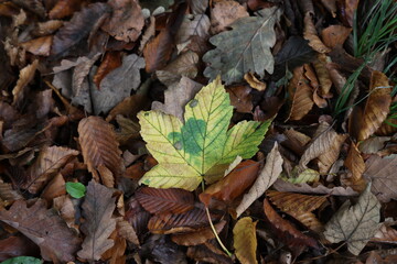 Yellow leaves under trees in forest in autumn