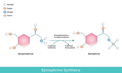molecular mechanism of synthesis of epinephrine from norepinephrine using SAM as methyl donor vector graphic design   © uday