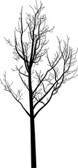 black winter small tree silhouette on white