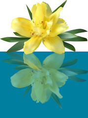 yellow lily with reflection in blue