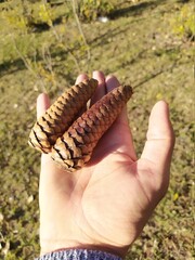 hand holding acorn