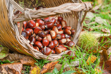 Chestnut harvest in wicker basket