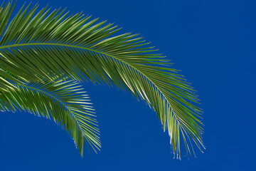Fototapeta na wymiar palm tree on blue sky