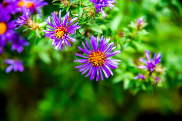 Obraz premium Aster Alpinus