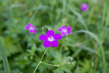 Fototapeta premium Corncockle flowers blooming in a meadow