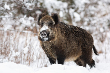 Wild boar, sus scrofa, standing on meadow in wintertime nature. Animal wildlife in natural...