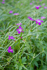 Corncockle flowers blooming in a meadow