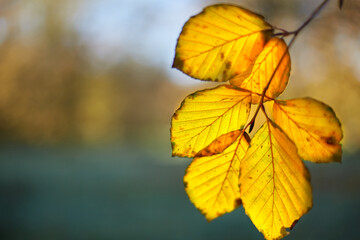 Herbst