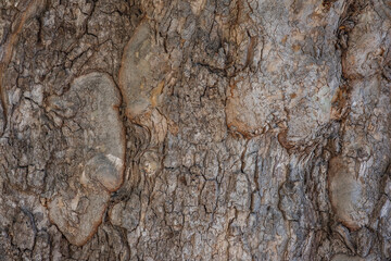 bark of a tree