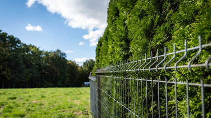 neighborhood fence - border plants
