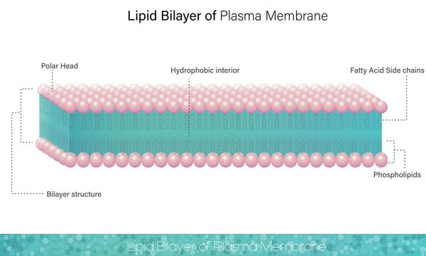 Human Cell Plasma Membrane.  Showing Lipid Bilayer and inner side hydrophobic region in white background, fatty acid tails and phospholipid polar head vector illustration.