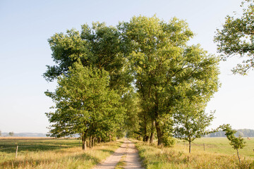 Fototapeta na wymiar Dirt road with trees on both sides, running through a meadow