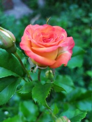 Rose in the garden