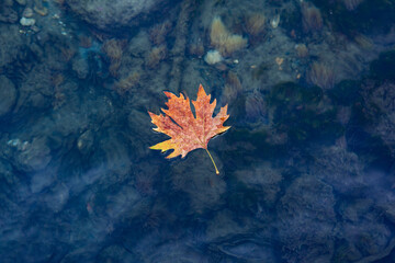 dry leaves floating  on the water. autumn background