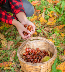 woman collecting a basket of chestnuts in the woods, Sardinian chestnuts, aritzo