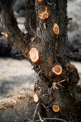 Fototapeta premium close-up of tree trunk and branch with cuts