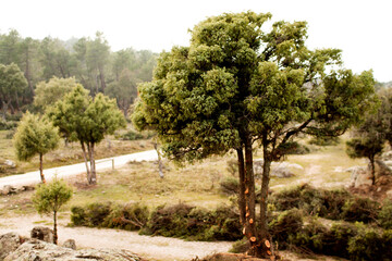 cloudy trees landscape in winter