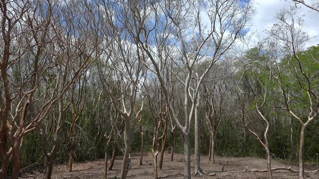 Gumbo Limbo young trees  (Bursera simaruba) in a Mexican jungle.