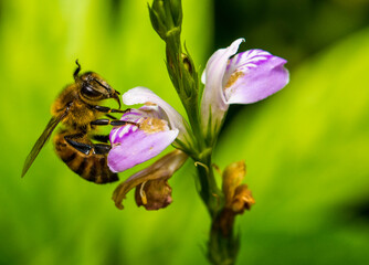 bee on a flower