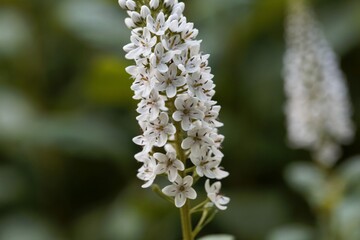 Flowers of a gooseneck loosestrife, Lysimachia clethroides