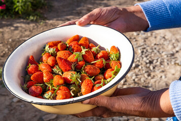harvest of garden strawberries with mom's hands, red ripe berries in a cup in her hands. the concept of self-grown organic products