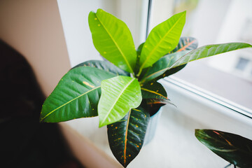 Crotone house plant close up © Justyna