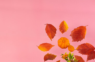 autumn harvest, fall still life, red leaves, orange pumpkins , top view, flat lay for text banner copy space