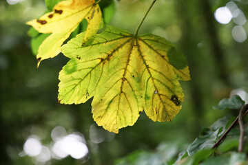 Obraz premium Yellow leaves on a tree in the forest in autumn