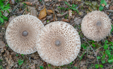 Parasol mushrooms in a meadow.