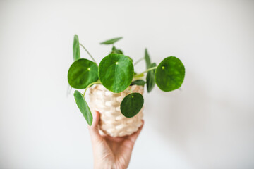 Pilea Peperomioides known as the Pilea or Chinese money plant. Green houseplant in the pot 