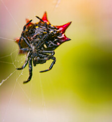 spider on a web