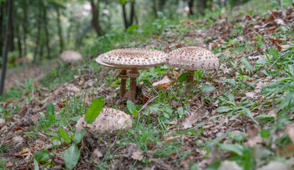 Parasol mushrooms in a meadow.