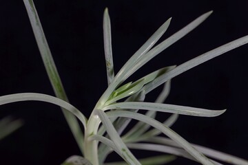 Leaves of a blue chalkstick, Curio repens