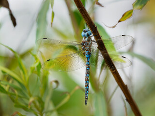 Macro photo of a blue Darner dragonfly.